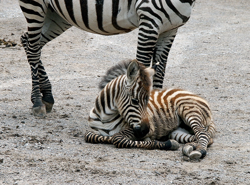 Zebra Tiere Pict0905.jpg - Zoo Wuppertal